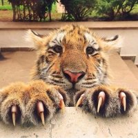 Погладь котика.
Ну погладь, жалко тебе что ли...