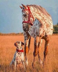 Очаровательные звери — очень похожие, но не родственники