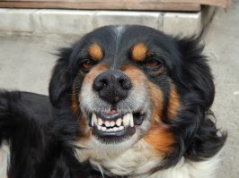 Улыбчивый и смущенный пёс.