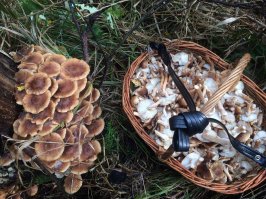 Для жарки - хорошие грибы можно не варить, так они вкуснее, сохраняются все соки, сам на прошлой неделе обгребнился