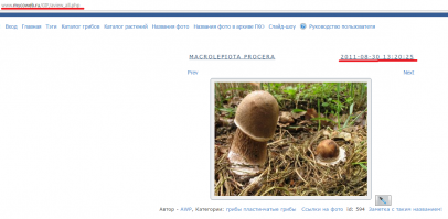 Ну да, эту слямзил с Пикабу, а вторую с Грибного портала. Зато объявил что сам сегодня фоткал