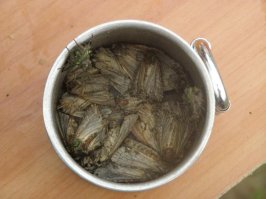 Вискарь на природе это хорошо. А вот что бывает, если оставить недопить перед сном вискарь с колой...Ночные бабочки тоже любят бухать...