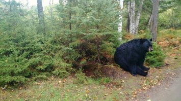 Медведь муравьям мстит.