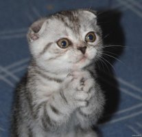 P.S. Случано глянул на ник автора...  Я это... Я, Лаврентий Палыч, только благодарность выразить хотел! И сочувствие советской власти. Только не к стенке!!!