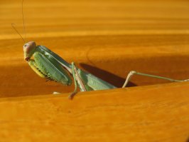 Санаторий Утес, Крым.
Даже Богомол заценил)