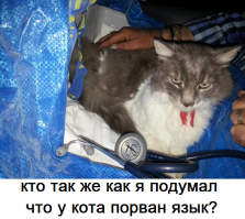 В Италии кот пролежал 33 дня под завалами после землетрясения