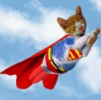 В Италии кот пролежал 33 дня под завалами после землетрясения