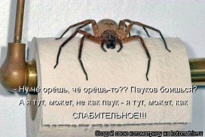 В Австралии ядовитый паук во второй раз укусил в пенис 21-летнего рабочего-строителя
