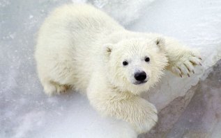 надо лечь на снег и прикрыть лапой нос