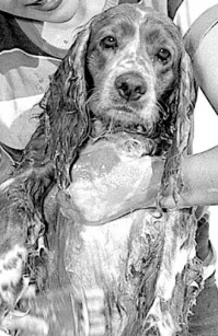 А собака какая замечательная! Один взгляд чего стоит!