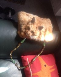 барсик уже не тот...