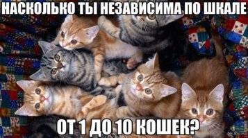 Владелица 12 персидских кошек из Японии очаровала пользователей Инстаграма