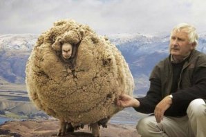 "Его выгнали с гор волки, которые не смогли прокусить шерсть..."
Этот баран скитался по горам Новой Зеландии, а там не то что волков, но и крупных хищников нет в принципе.