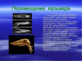 Возомнил себя кальмаром