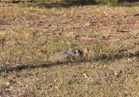 Типа такой: