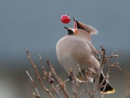 15 фотографий, сделанных в нужный момент