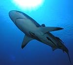 15 удивительных творений природы, по виду совершенно инопланетных