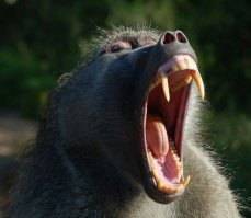 После таких слов очередной кабарге становится грустно.
А бабуину - весело...