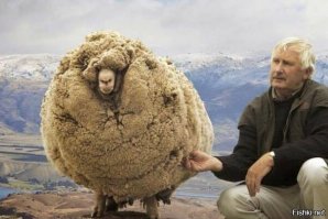 Тролль 80lvl  Волки в шоке...