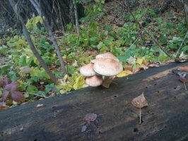 В выходной ходил за вешенками . Попались вот такие грибы , красивые но я их не знаю . Решил не брать .