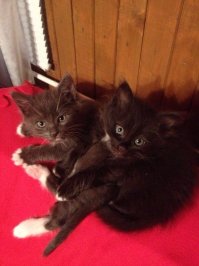 купили дом,приходила кошка кушать.через несколько месяцев родила 2-х котят.одного забрали,второго никто не хотел ,оставили.через несколько месяцев пропала и пришла с пузякой,родила троих.итого 4 котенка.через месяц опять пропала. так старший брат их учил пить молочко из блюдца,ходить в лоток, вылизывал)))