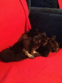 купили дом,приходила кошка кушать.через несколько месяцев родила 2-х котят.одного забрали,второго никто не хотел ,оставили.через несколько месяцев пропала и пришла с пузякой,родила троих.итого 4 котенка.через месяц опять пропала. так старший брат их учил пить молочко из блюдца,ходить в лоток, вылизывал)))