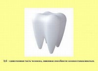 У человеческих зубов не бывает четыре корня, только два и три. Насчет регенерации не знаю, но далеко не единичны случаи отрастания новых.