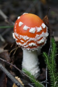 подкину Волочковой с Сибири грибов, видимо нравяться мухоморчики, у нас то они всяко экологичнее....вдруг не хватит