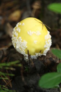 подкину Волочковой с Сибири грибов, видимо нравяться мухоморчики, у нас то они всяко экологичнее....вдруг не хватит