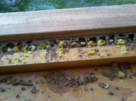 Хорошая оса-мёртвая оса!