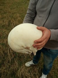 Это яйцо динозавра.  Причём левое