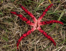 Наверное, тут никто не видел такого гриба "Пальцы Дьявола"