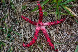 Наверное, тут никто не видел такого гриба "Пальцы Дьявола"