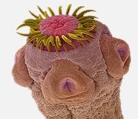 15 удивительных творений природы, по виду совершенно инопланетных