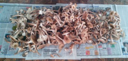 Опята - тоже хорошая добыча, с одного дерева можно обе корзины набить, и домой.