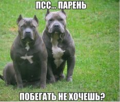 Осторожно! Злая собака!