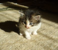 А я вот позавчера с работы принес. И жена и ребенок и сам "комочек" - все в восторге :)