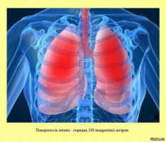 А я где-то видел, что чуть ли не в стадионах площадь легких меряли...