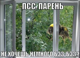 Как выращивают шмелей в Беларуси