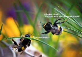 Всегда их глажу, даже не хочу думать, что они жалить могут. Они как толстые коты))