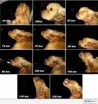 Носятся как антилопы
И те и другие 
Был только что в Москве
Город динамичный
Движение немыслимое
Пока с таксистом ехал "кучу поддонов кирпичей" произвёл 

Моя скрость на второй Картинке