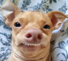 Осторожно! Злая собака!