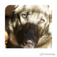 Иногда смотришь в глаза собаки и думаешь человек. Смотришь в глаза человека и думаешь собака.