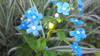 Лето крупным планом