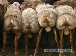 Сексуальные девушки на городских улицах