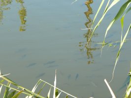 Фотоподборка за 03.10.2016