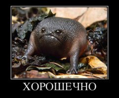 Умерла самая одинокая лягушка на свете