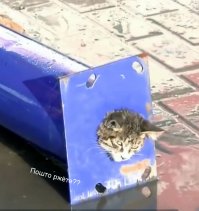 Спасение кота, застрявшего в узкой трубе