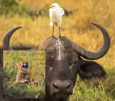 40 самых смешных фотографий с конкурса Comedy Wildlife Photography Awards 2016