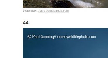 40 самых смешных фотографий с конкурса Comedy Wildlife Photography Awards 2016